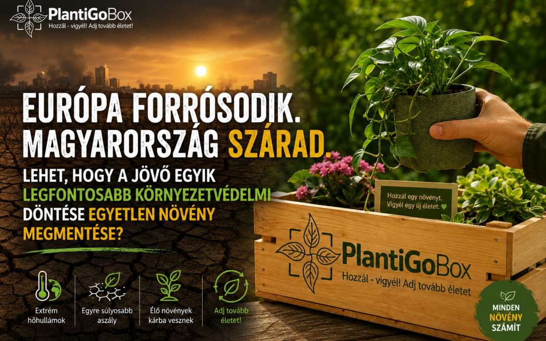 Európa forrósodik. Magyarország szárad. Lehet, hogy a jövő egyik legfontosabb környezetvédelmi döntése egyetlen növény megmentése?